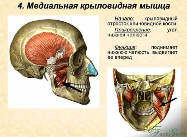 Мускулы у хелпика картинки