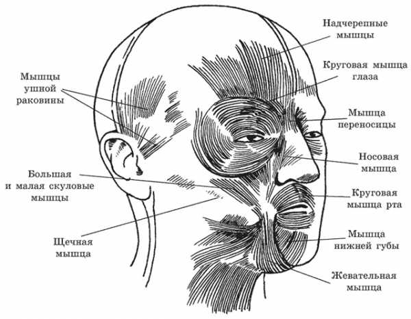 Мышцы лица фото с описанием и схемами