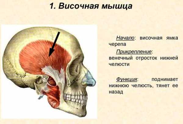 Лицевые мышцы человека подробная картинка