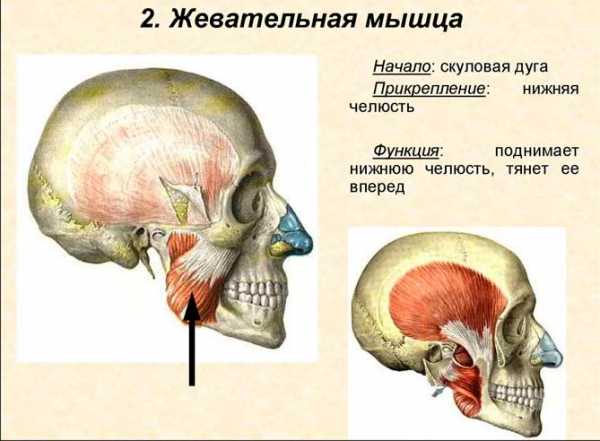 Мышцы лица фото с описанием и схемами